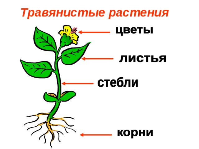 Части цветка картинка для дошкольников