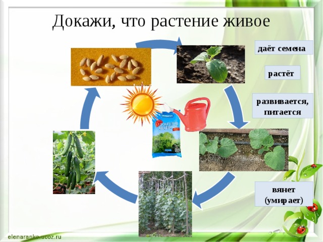 Докажи, что растение живое даёт семена растёт развивается, питается вянет (умирает) 