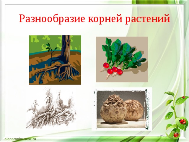 Разнообразие корней растений 