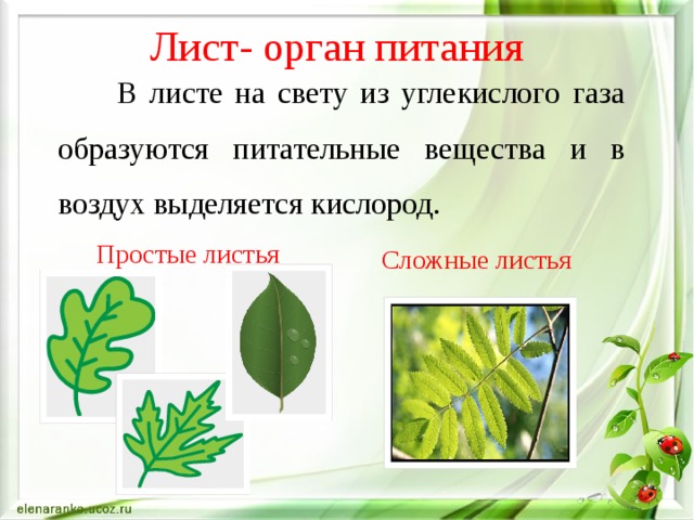 Лист- орган питания  В листе на свету из углекислого газа образуются питательные вещества и в воздух выделяется кислород. Простые листья Сложные листья 