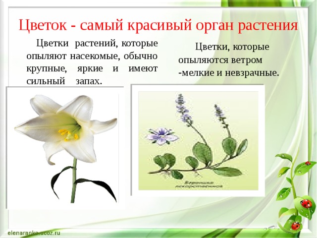 Цветок - самый красивый орган растения  Цветки растений, которые опыляют насекомые, обычно крупные, яркие и имеют сильный запах.  Цветки, которые опыляются ветром -мелкие и невзрачные. 