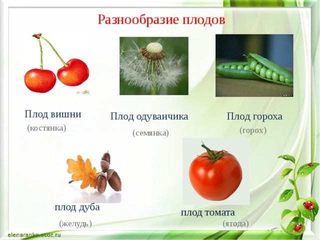 Разнообразие плодов Плод вишни Плод одуванчика Плод гороха (костянка) (горох) (семянка) плод дуба плод томата (ягода) (желудь) 