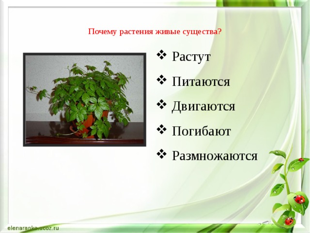 Почему у растений разные формы. Растения живые существа. Почему растения живые. Живое растение растение.