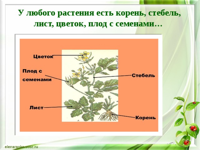  У любого растения есть корень, стебель, лист, цветок, плод с семенами…    
