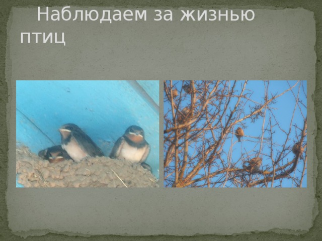  Наблюдаем за жизнью птиц 