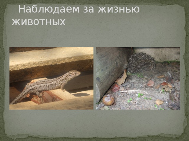  Наблюдаем за жизнью животных 