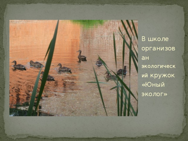 В школе организован экологический кружок «Юный эколог» 