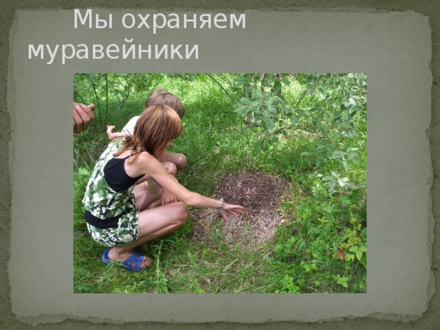  Мы охраняем муравейники 