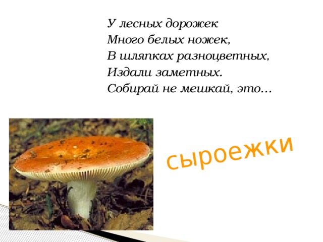 сыроежки У лесных дорожек Много белых ножек, В шляпках разноцветных, Издали заметных. Собирай не мешкай, это… 