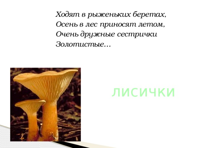 Ходят в рыженьких беретах, Осень в лес приносят летом, Очень дружные сестрички Золотистые… лисички 