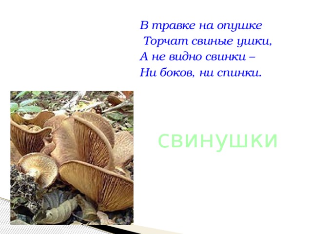 В травке на опушке  Торчат свиные ушки, А не видно свинки – Ни боков, ни спинки. свинушки 