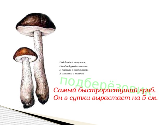 подберёзовик Под берёзой старичок, На нём бурый колпачок. И пиджак с пестринкой, А сапожки с глинкой. Самый быстрорастущий гриб. Он в сутки вырастает на 5 см. 