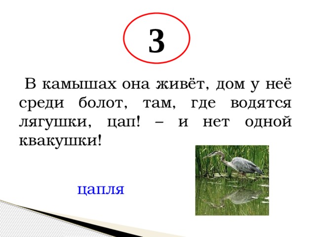 3  В камышах она живёт, дом у неё среди болот, там, где водятся лягушки, цап! – и нет одной квакушки! цапля 