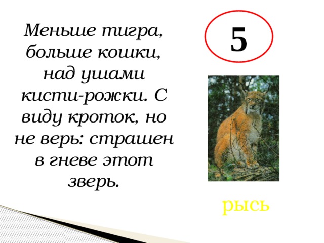 5 Меньше тигра, больше кошки, над ушами кисти-рожки. С виду кроток, но не верь: страшен в гневе этот зверь. рысь 