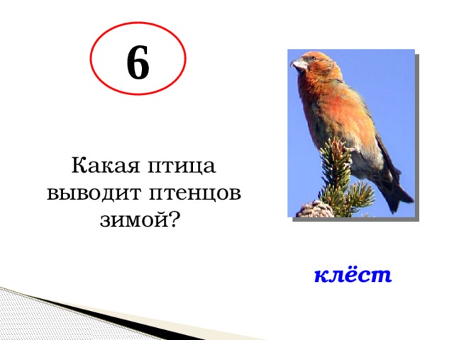 6 Какая птица выводит птенцов зимой? клёст 