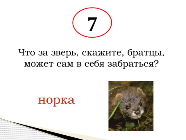 7 Что за зверь, скажите, братцы, может сам в себя забраться? норка 