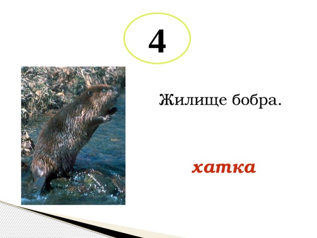 4 Жилище бобра. хатка 