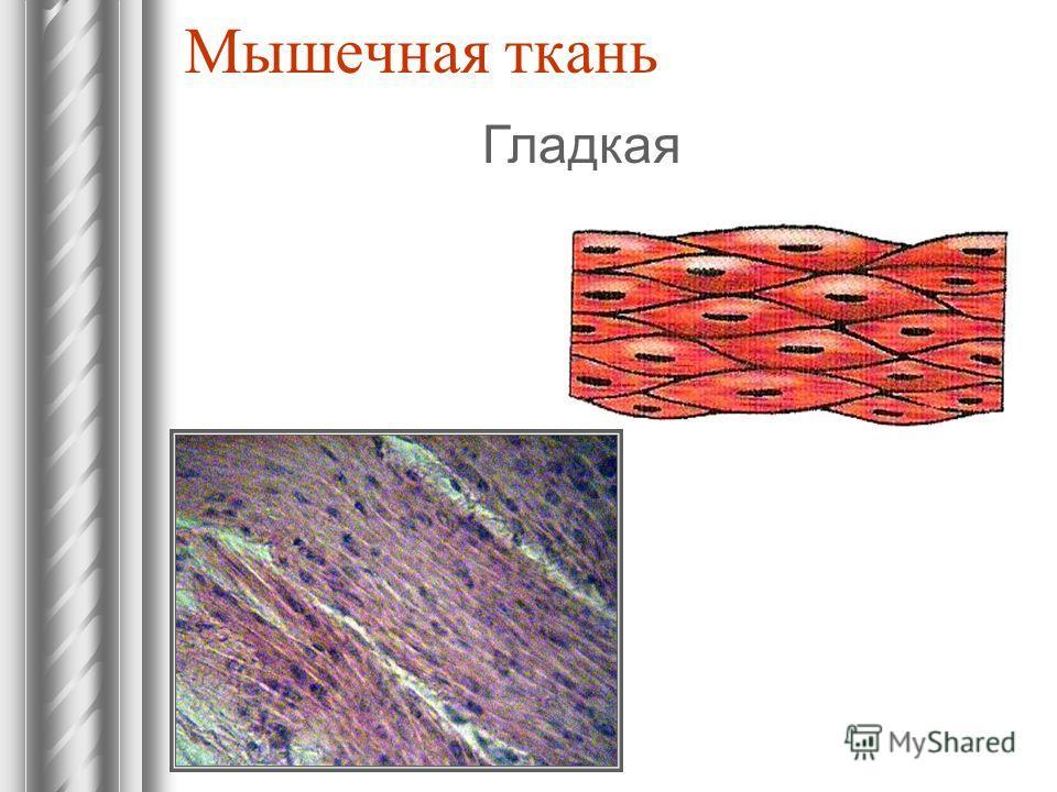 Клетки мышечной ткани. Гладкая мышечная ткань структурные компоненты. Мышечная ткань изображение клетки ткани.