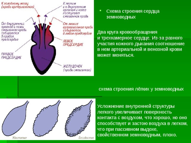 Есть сердце у земноводных. Строение сердца земноводных. Строение сердца амфибий. Трехкамерное сердце у земноводных. Строение сердца земноводного.