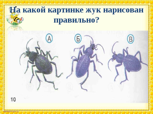 На какой картинке жук нарисован правильно? 