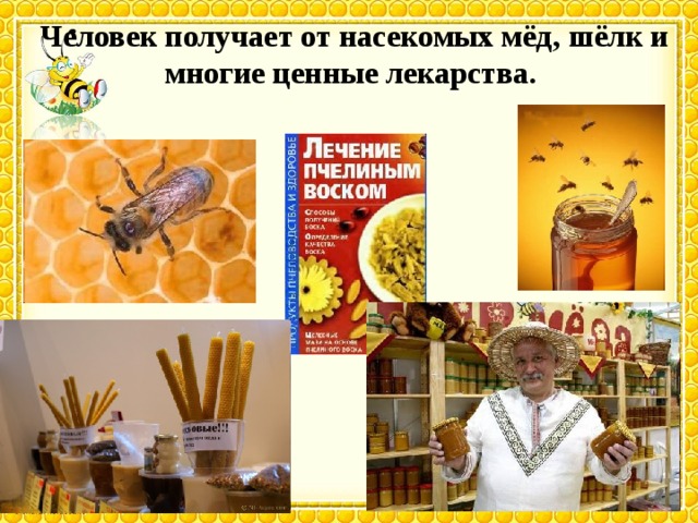 Человек получает от насекомых мёд, шёлк и многие ценные лекарства.  