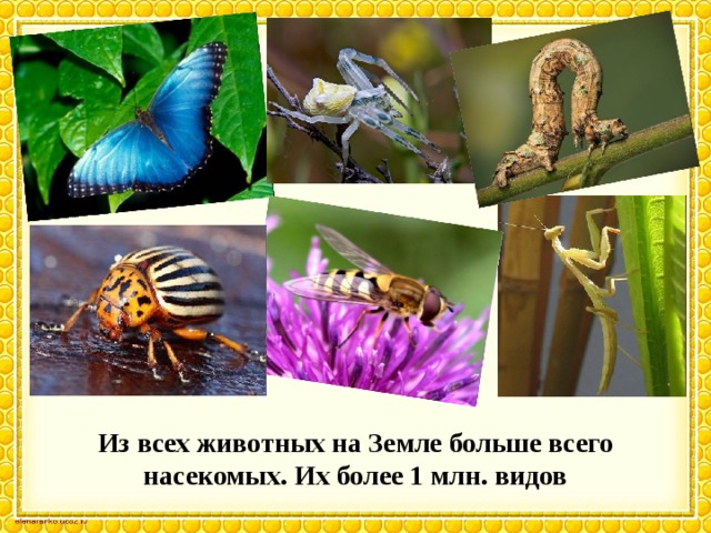 Из всех животных на Земле больше всего насекомых. Их более 1 млн. видов 