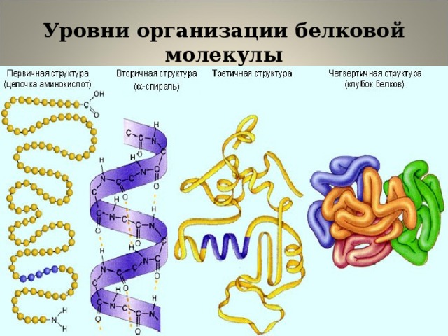 Уровни организации белковой молекулы 