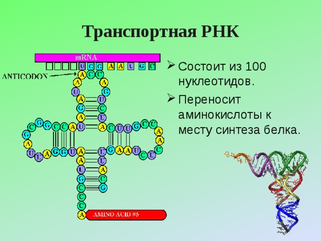 Транспортная РНК Состоит из 100 нуклеотидов. Переносит аминокислоты к месту синтеза белка. 