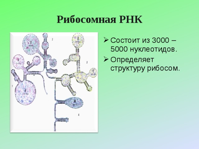 Рибосомная РНК Состоит из 3000 – 5000 нуклеотидов. Определяет структуру рибосом.  