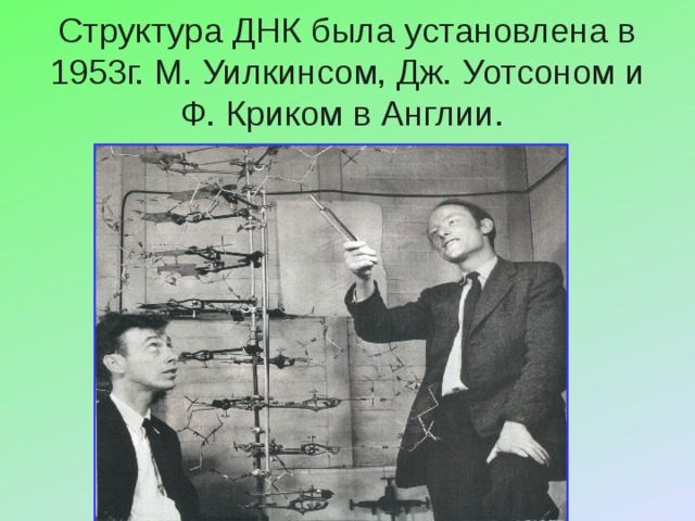 Структура ДНК была установлена в 1953г. М. Уилкинсом, Дж. Уотсоном и Ф. Криком в Англии.   