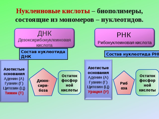 Нуклеиновые кислоты – биополимеры, состоящие из мономеров – нуклеотидов. РНК Рибонуклеиновая кислота ДНК Дезоксирибонуклеиновая кислота Состав нуклеотида ДНК Состав нуклеотида РНК Азотистые основания Аденин (А) Гуанин (Г) Цитозин (Ц) Азотистые основания Аденин (А) Гуанин (Г) Цитозин (Ц) Урацил (У) Тимин (Т) Дезок- сири- боза Остаток фосфорной кислоты Остаток фосфорной кислоты Рибоза 