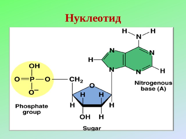Нуклеотид 