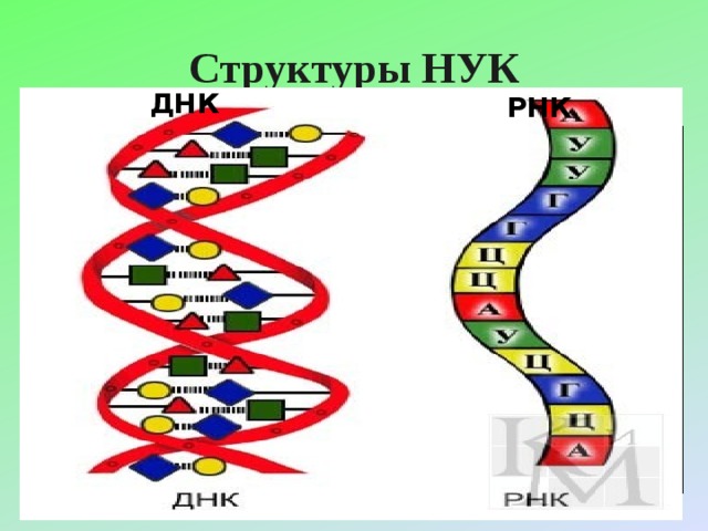 Структуры НУК ДНК РНК 