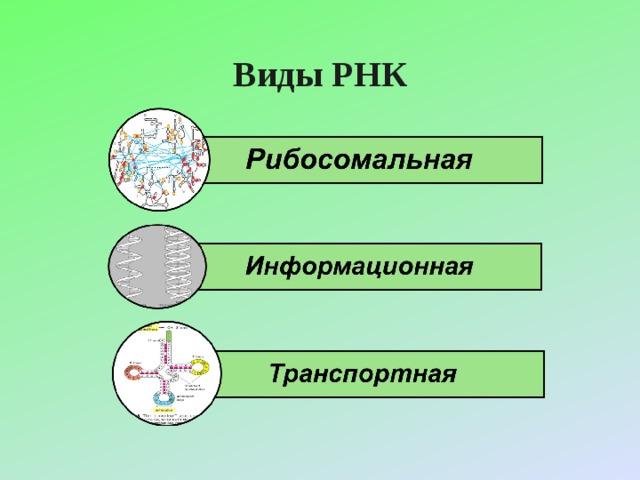 Виды РНК 