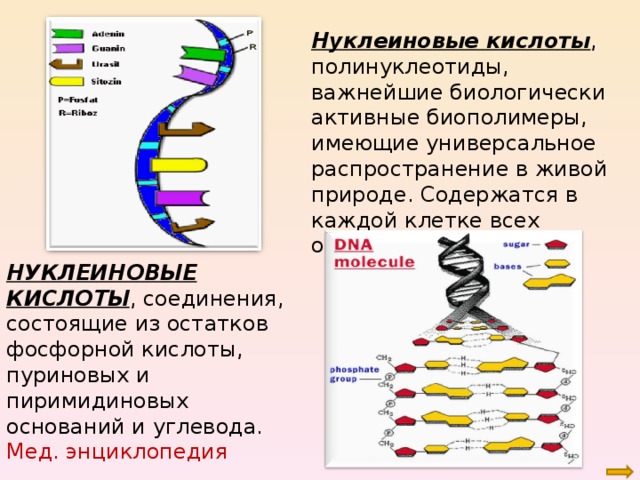 Биополимеры нуклеиновые кислоты. Полинуклеотид состоящий из. Нуклеиновые кислоты полинуклеотиды. Полинуклеотиды это в биологии. Образование полипептидов и полинуклеотидов.