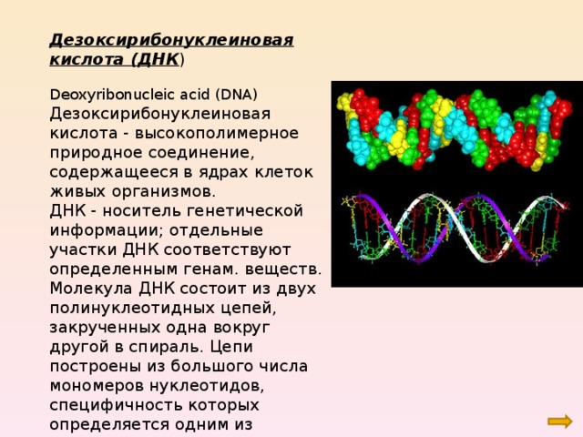 Дезоксирибонуклеиновая кислота (ДНК ) Deoxyribonucleic acid (DNA) Дезоксирибонуклеиновая кислота - высокополимерное природное соединение, содержащееся в ядрах клеток живых организмов. ДНК - носитель генетической информации; отдельные участки ДНК соответствуют определенным генам. веществ. Молекула ДНК состоит из двух полинуклеотидных цепей, закрученных одна вокруг другой в спираль. Цепи построены из большого числа мономеров нуклеотидов, специфичность которых определяется одним из четырех азотистых оснований: аденин, гуанин, цитозин, тими н. 
