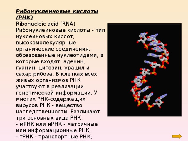 Рибонуклеиновые кислоты (РНК) Ribonucleic acid (RNA) Рибонуклеиновые кислоты - тип нуклеиновых кислот; высокомолекулярные органические соединения, образованные нуклеотидами, в которые входят: аденин, гуанин, цитозин, урацил и сахар рибоза. В клетках всех живых организмов РНК участвуют в реализации генетической информации. У многих РНК-содержащих вирусов РНК - вещество наследственности. Различают три основных вида РНК: - мРНК или иРНК - матричные или информационные РНК; - тРНК - транспортные РНК; - рРНК - рибосомные РНК. 