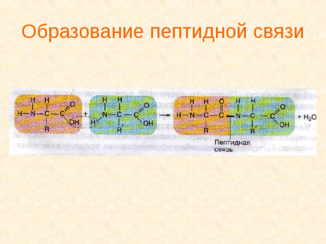 Схема образования пептидной связи белка