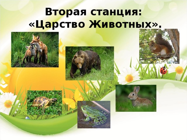 Вторая станция:  «Царство Животных».