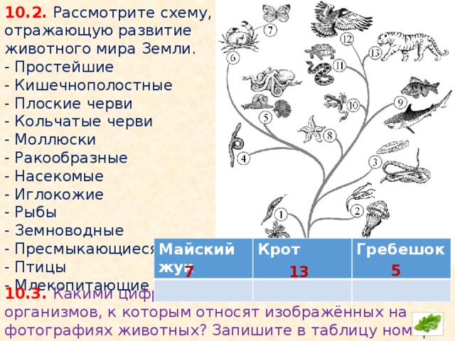 Схема развития животного и растительного мира