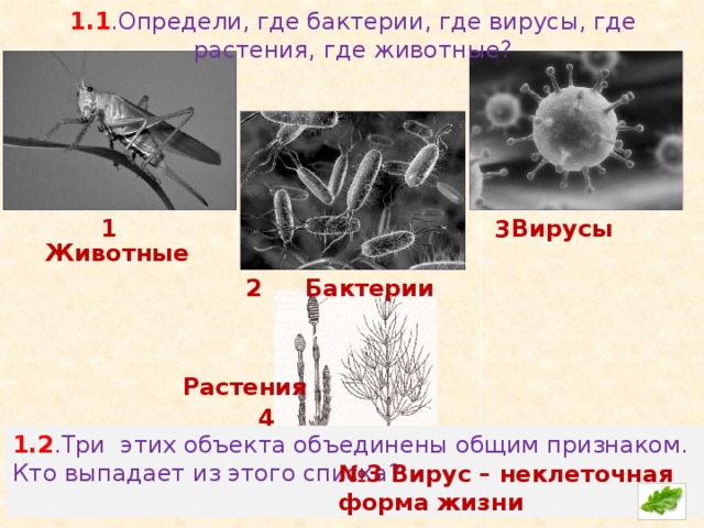 Животные выпадают из общего ряда. Вирусы отличаются от бактерий. Вирусы, простейшие, бактерии чем отличаются. Чем отличаются растения от бактерий и вирусов. Чем отличается вирус от бактерии.
