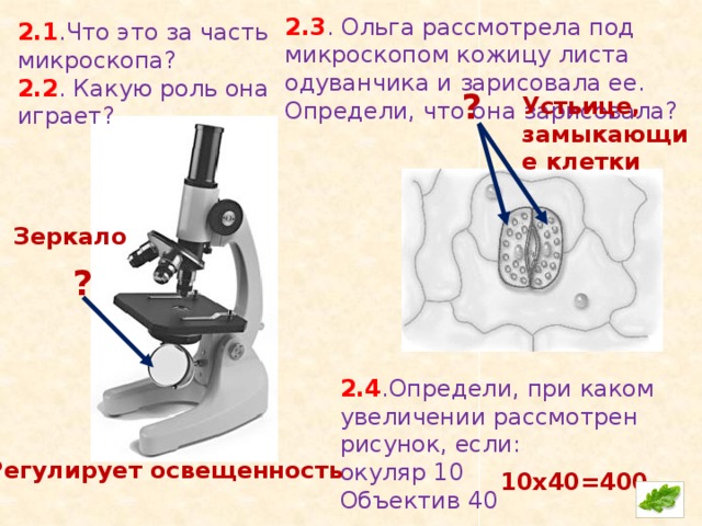 Какая деталь микроскопа обозначена буквой а впр. Рассмотрите кожицу листа одуванчика под микроскопом. Кожица листа одуванчика под микроскопом. Увеличение микроскопа 40.