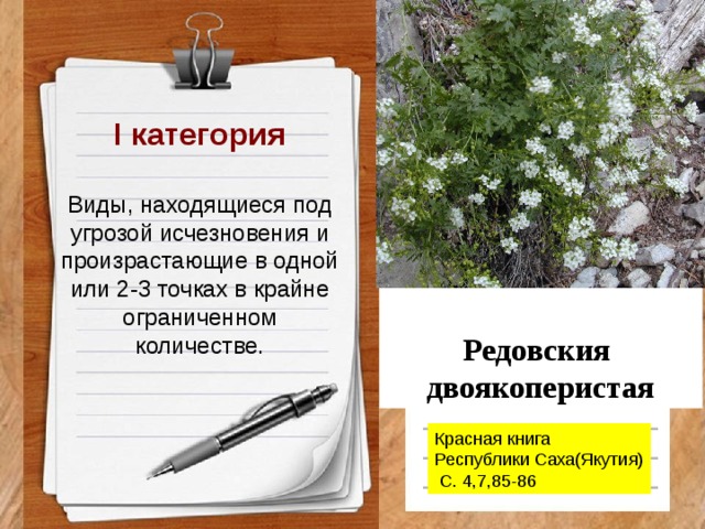 Виды находящиеся под угрозой. Редовския двоякоперистая. Редовския двоякоперистая и узкоареальный эндемик. Редовския двоякоперистая Якутия. Редовския двоякоперистая растение.