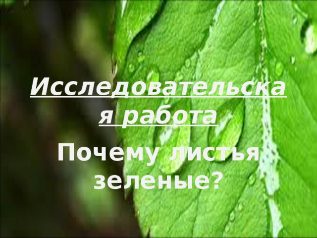 Исследовательская работа Почему листья зеленые? 