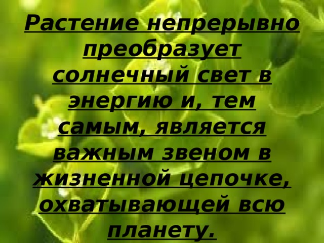             Растение непрерывно преобразует солнечный свет в энергию и, тем самым, является важным звеном в жизненной цепочке, охватывающей всю планету.   