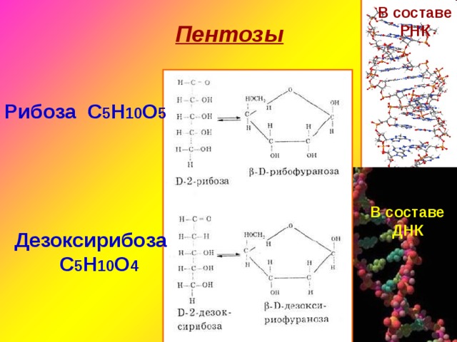 В составе РНК Пентозы Рибоза С 5 Н 10 О 5 В составе ДНК Дезоксирибоза  С 5 Н 10 О 4 