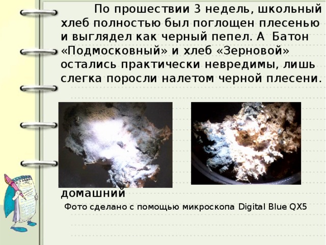  По прошествии 3 недель, школьный хлеб полностью был поглощен плесенью и выглядел как черный пепел. А Батон «Подмосковный» и хлеб «Зерновой» остались практически невредимы, лишь слегка поросли налетом черной плесени.  Хлеб школьный Хлеб домашний Фото сделано с помощью микроскопа Digital Blue QX5 