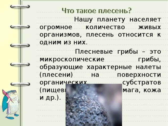  Нашу планету населяет огромное количество живых организмов, плесень относится к одним из них.  Плесневые грибы – это микроскопические грибы, образующие характерные налеты (плесени) на поверхности органических субстратов (пищевые продукты, бумага, кожа и др.). 