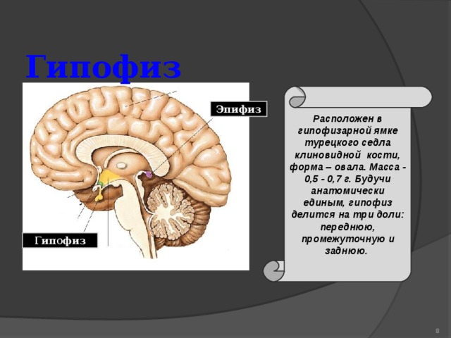 Расположение гипофиза. Гипофиз и шишковидная железа. Гипофиз и эпифиз биология 6 класс. Гипофиз расположен в кости. Гипофиз в турецком седле.