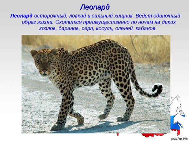 Леопард Леопард осторожный, ловкий и сильный хищник. Ведет одиночный образ жизни. Охотится преимущественно по ночам на диких козлов, баранов, серп, косуль, оленей, кабанов.  